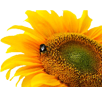 auf eine sonnige Zukunft ihres Unternehmens, Bild Sonnenblume
